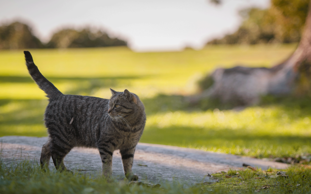 Les mouvements de la queue d’un chat : Décrypter le langage félin