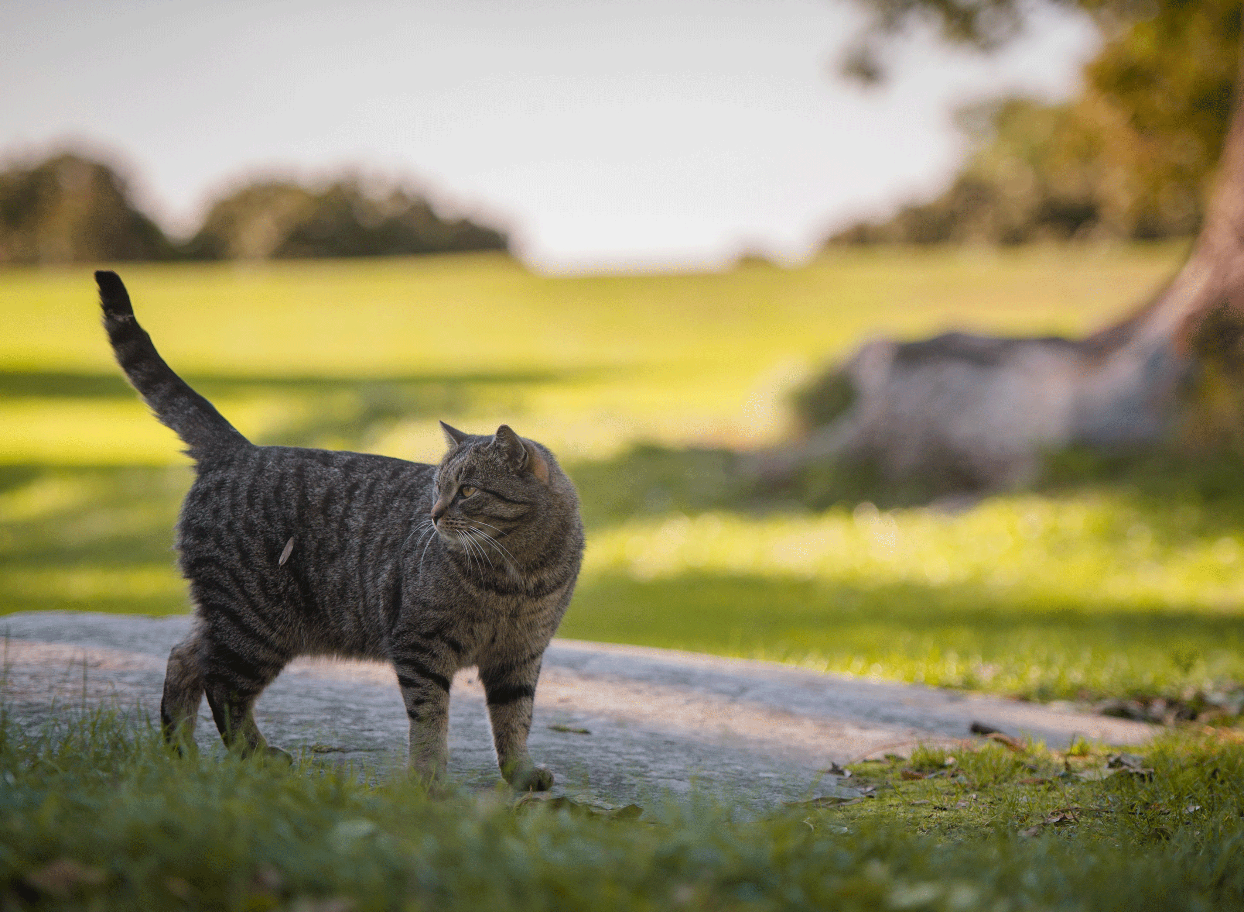 Chat avec la queue qui fouette