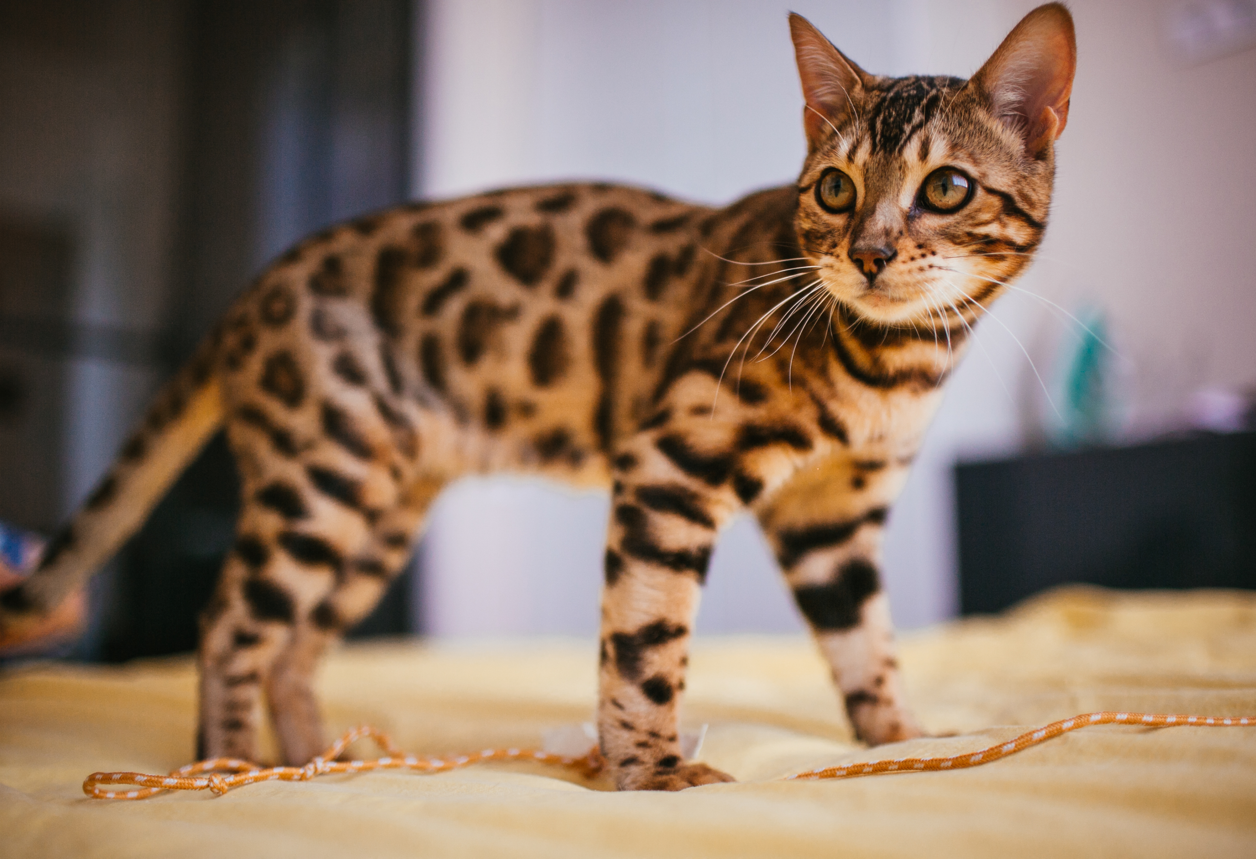 Le Bengal