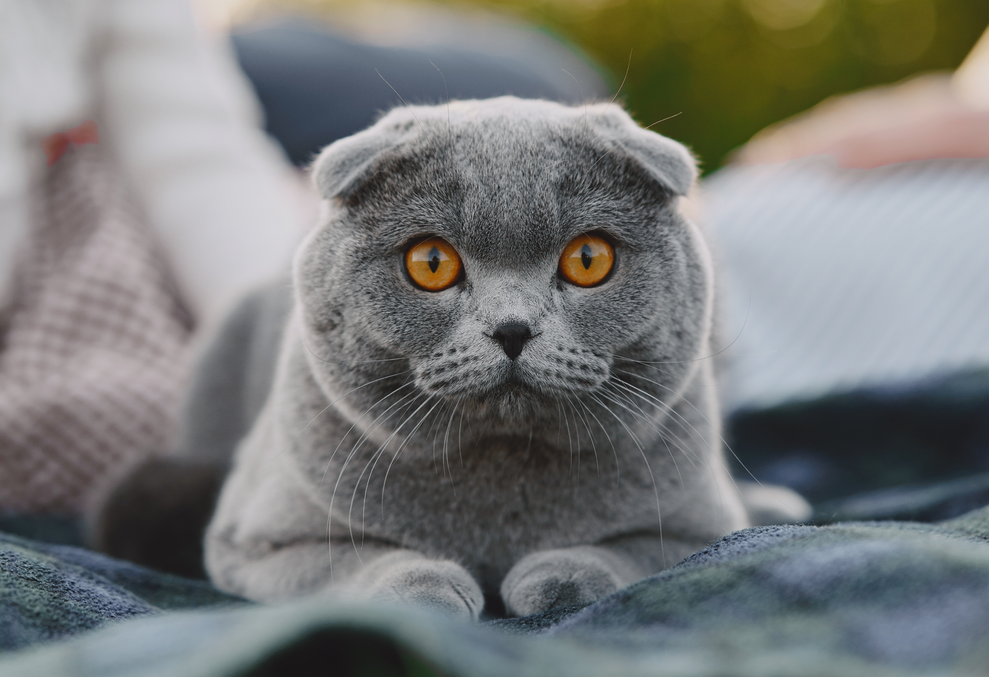 Le British Shorthair