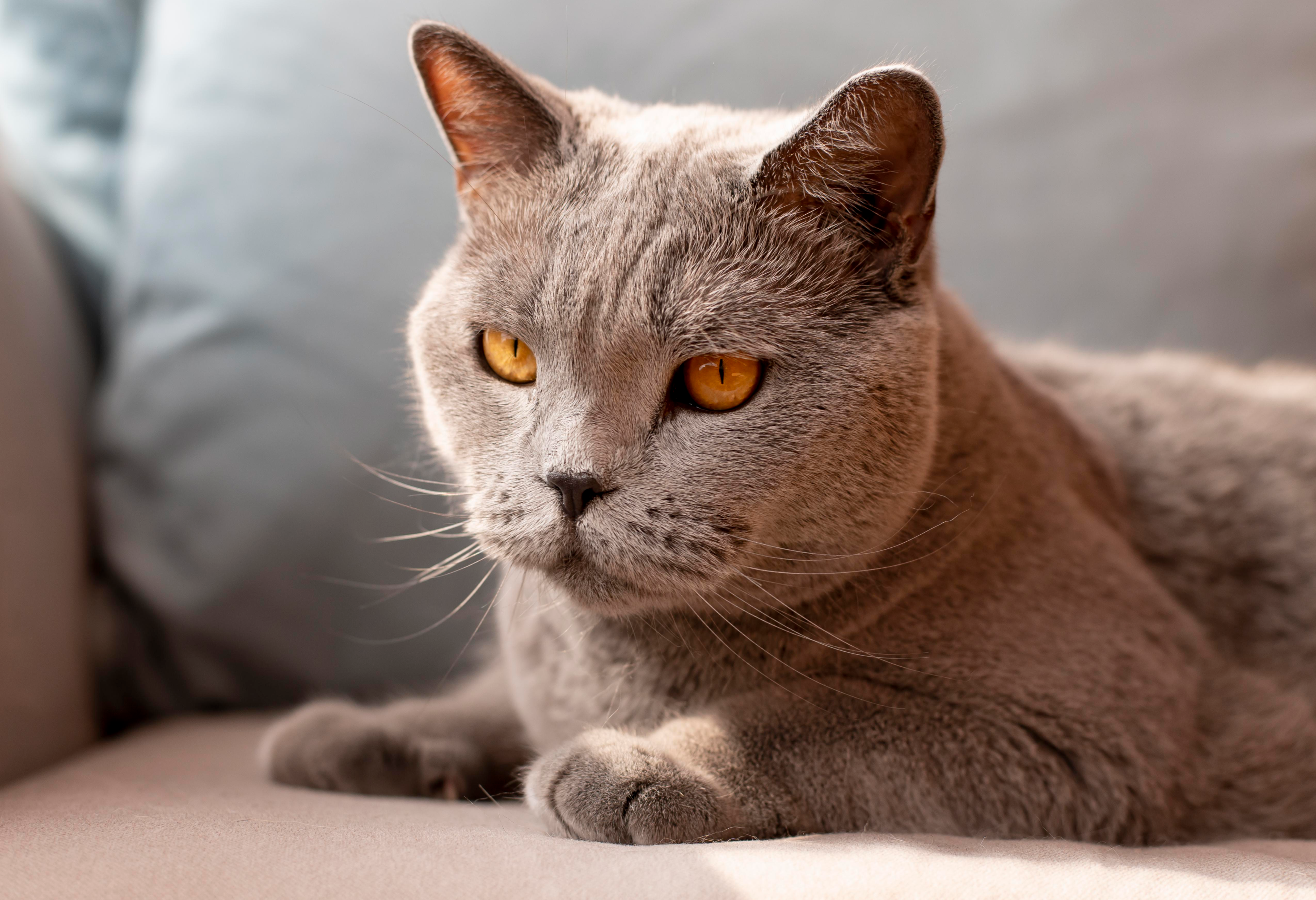 Le Chartreux