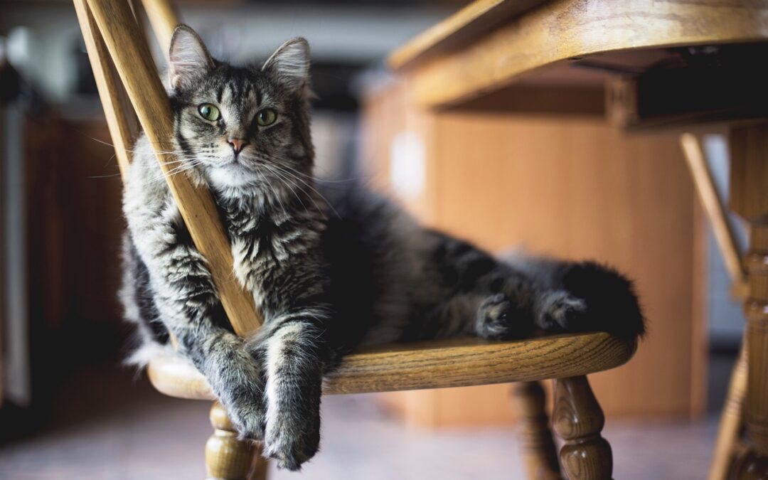 Les bienfaits d’avoir un chat à la maison : santé et bien-être