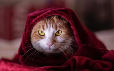 Mon chat est-il malade ? Les signes qui doivent vous alerter