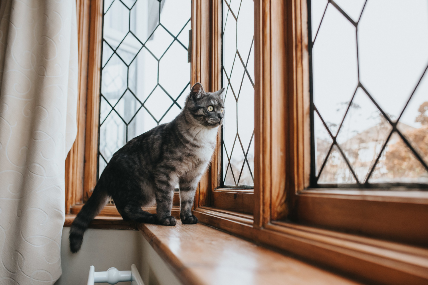 Un chat apaisé regardant par la fenêtre, profitant de la tranquillité