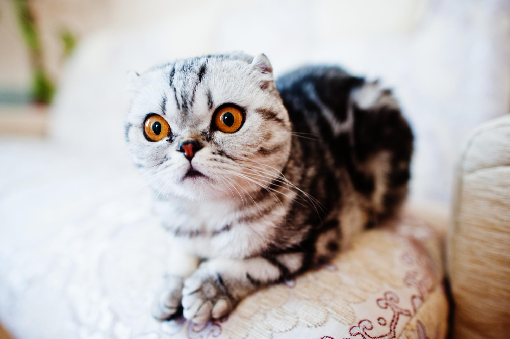 Le Scottish Fold