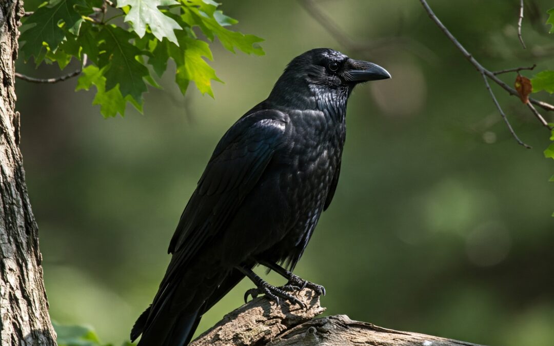 The Raven: Intelligence and Mystery of the Black Plumage