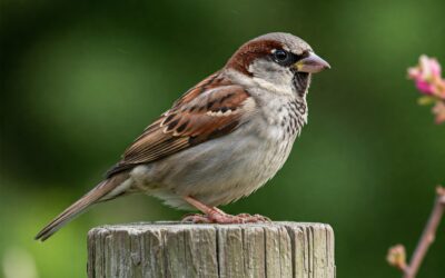 Le Moineau : Portrait complet de ce petit oiseau urbain, sociable et essentiel à nos écosystèmes