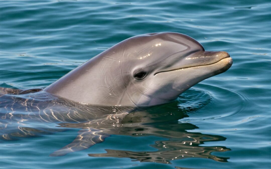 Dolphin swimming in the ocean – characteristics and habitat