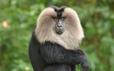 Macaca silenus