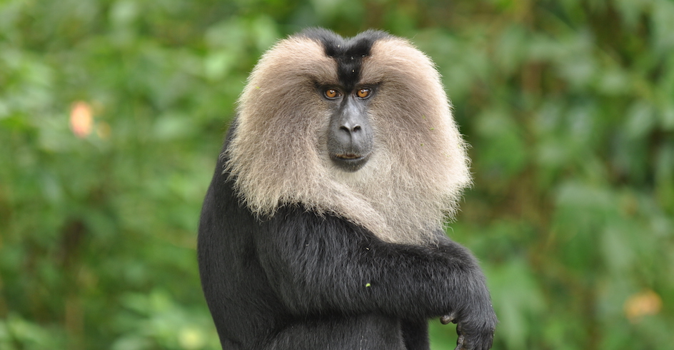 lion-tailed-macaque